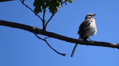 Here is a mockingbird pooping and singing.