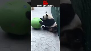 pandas levando tombos