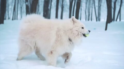 Cachorro Branco Coisa mais linda