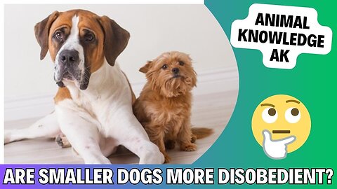 WHY ARE SMALLER DOGS MORE DISOBEDIENT? DISCOVER THE TRUTH BEHIND THIS MYTH