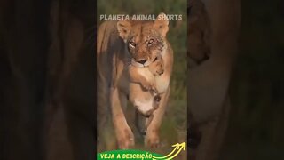 LEOA CHEIA DE CARRAPATOS NO ROSTO #shorts #planetaanimalshorts #animals