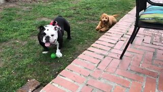 English Bulldog vs Golden-doodle