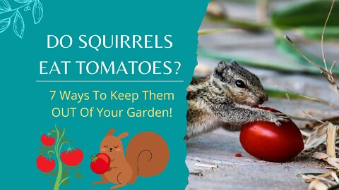 Do Squirrels Eat Tomatoes? – 7 Ways To Keep Them OUT Of Your Garden