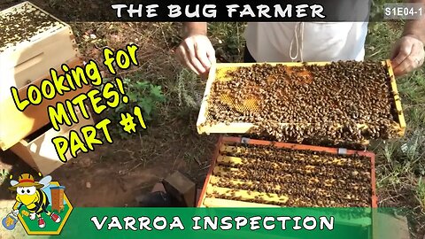 Beehive and Varroa Inspection - PT 1 of 2 : Deciding whether to treat for Varroa mites or not.
