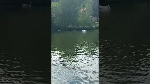 Beautiful swan family on a London lake -gorgeous