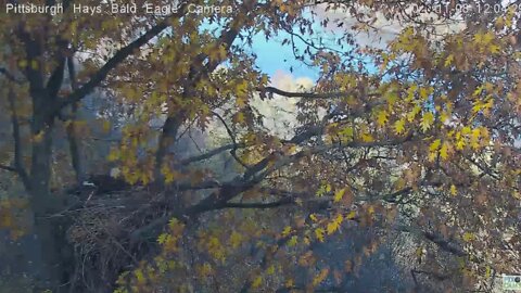 Hays Eagles Dad and Mom coordinated flyin at squirrel 2020 11 08 1202pm