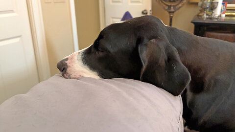 Sweet Great Dane Is A Great Covid Cuddle Caregiver