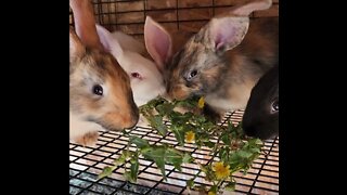 Bunny Dinner Party!