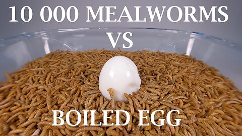 10 000 MEALWORMS VS ONE EGG
