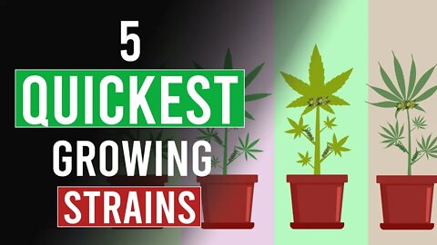 5 Fastest Growing Cannabis Strains!