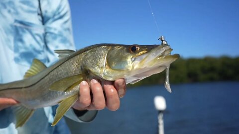 Lure Retrieves for Winter Flats Fishing - Snook, Redfish, Trout