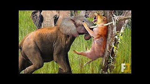 When Animals Messed With The Wrong Opponent !