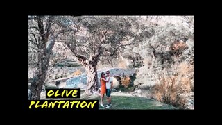Olive Tree Plantation | Touring Montenegro | Eastern European Countries | Travel Video Vlog CC RUS