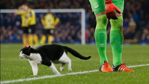 Funny Cat playing football and took an amazing shot for goal