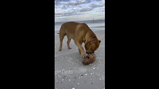 MASSIVE Pit Bull plays with coconut!! 🦁🥥