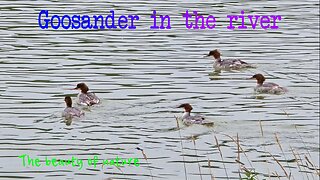 Goosander in the river / female water birds in the river.