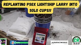 Replanting PSGX Lightship Larry seeds into 3 solo cups for my 2023 Spring Growing Season!