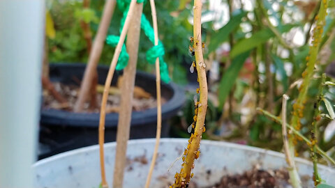 Natural way of killing aphids on Milkweed