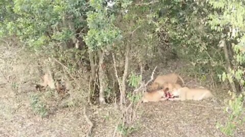 Enkoyonai Lion Pride Feeding: Livestream From The Maasai Mara, Kenya | Zebra Plains