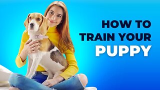 How to train your Puppy