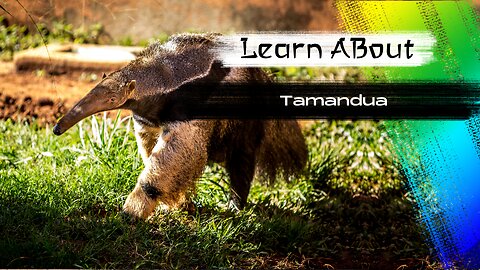 Tamandua! 🐒 One Of The Cutest And Exotic Animals In The World