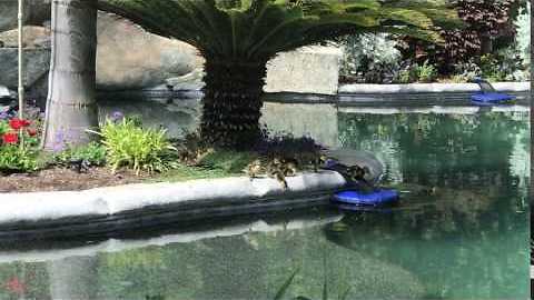 Ducklings in Pool - California