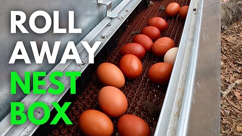 No More Dirty Broken Eggs! How to Install a Hengear Roll Away Nest Box