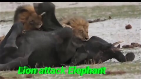 Lion attack to Elephant and killed very brutally 2022 🦁 vs 🐘