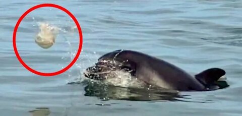 Dolphin vs jellyfish dolphin plays football with jellyfish