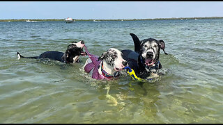 Funny Great Dane Shark & Mermaid Sighting At Florida Beach