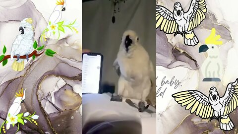 White Bird Dancing with mobile ringtone, Funny cute pets lovers,