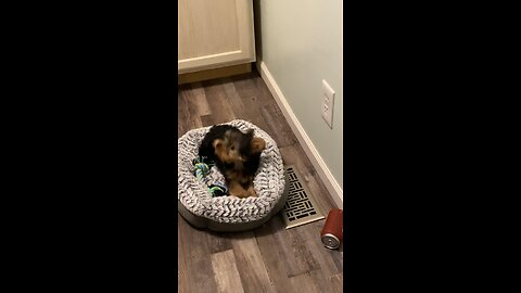 Tiny Yorkshire Terrier playing with a can