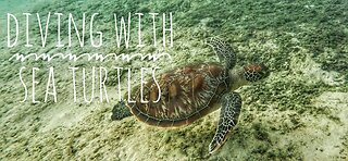 Diving with sea turtles