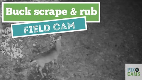 Buck in scrape at Field Cam