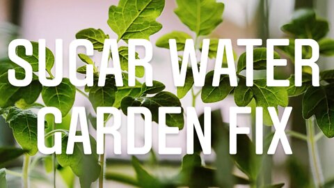 How To Use Sugar Water For Plant Shock. DOES IT WORK? WATCH THIS | Gardening In Canada
