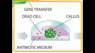 EDIBLE GENE THERAPY VACCINES