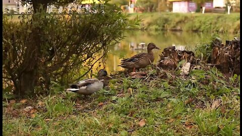 Just walking ducks