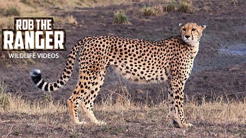 Cheetah Family | Amani Female Cheetah | Maasai Mara Safari | Zebra Plains