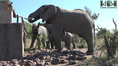 Elephants Visit The Makubela Pool