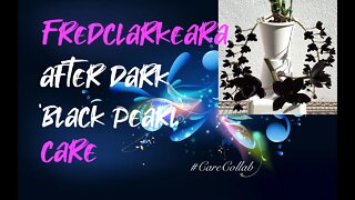 FREDCLARKEARA AFTER DARK 'BLACK PEARL' | LECA & SELF WATERING CARE BY THE MED #CareCollab