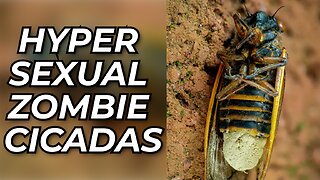 Hyper-Sexual Zombie Cicadas