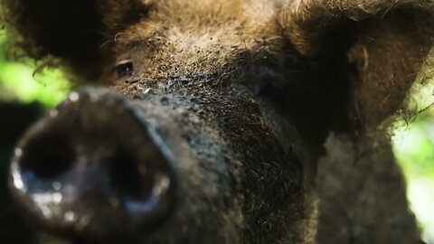 Close up of a hairy pig
