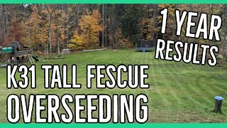 K31 Tall Fescue Overseeding With Results ||One Year Old Lawn||