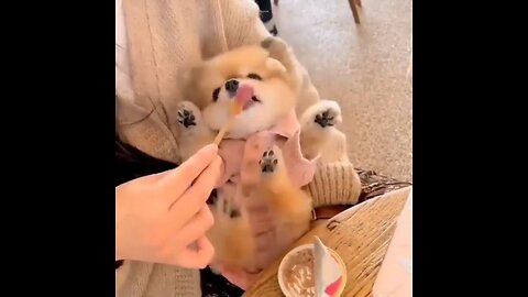 Cute baby kitties eating/ cute baby/ sweet kitty AdorableFelines #CuteCats #FurryFriends#viralvideos