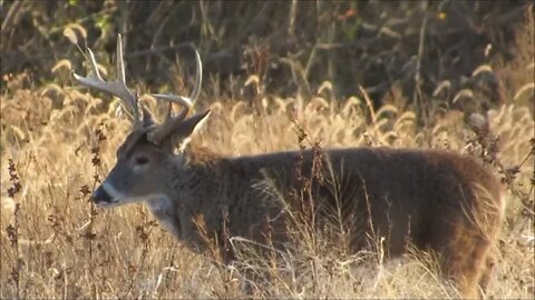 Illinois daily DEER VLOG; BIG IL Buck, challengers and More! Deer hunting 2020, Ozonics, & CRP!