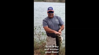 A big sow bass caught by Scott Wiley with Ark Rods. A proud bass!