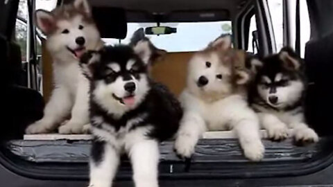 Baby Alaskan Malamute Cutest and Funniest Moments/ New Compilation