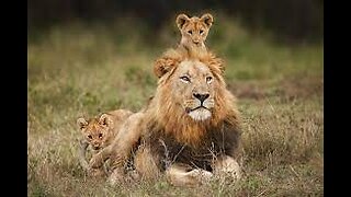 Lion Cubs Are Introduced To Their Father | Predator Perspective | Love Nature