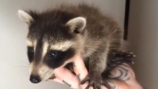 Baby raccoon rescued after mother hit by car