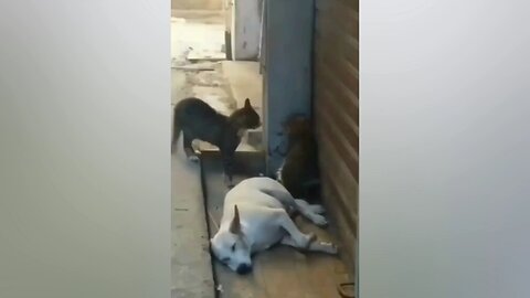 The Best Funny Moment With Cats 🐈🙀 and Dogs